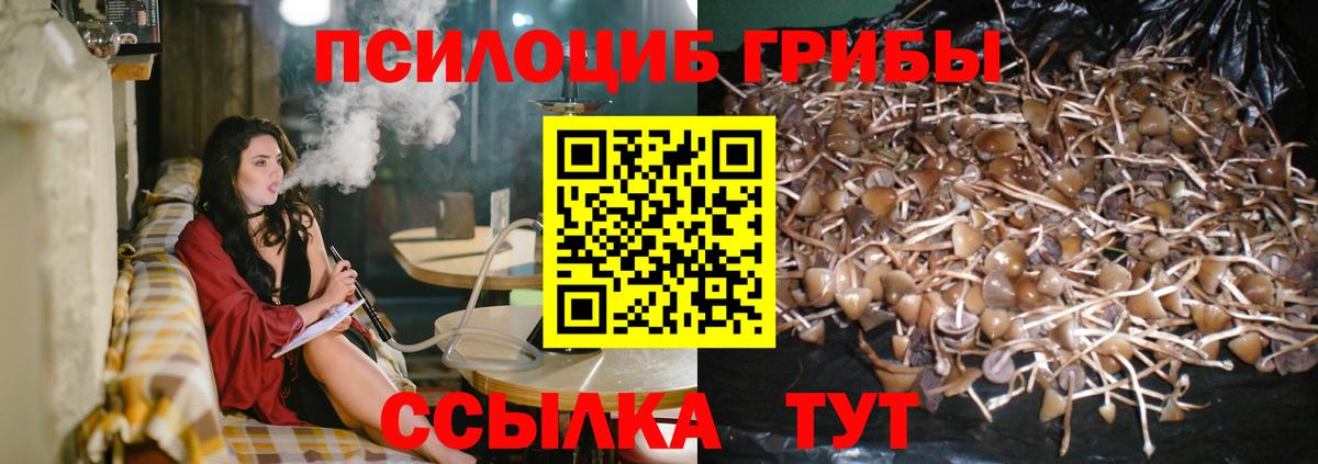 Псилоцибиновые грибы Psilocybine cubensis Будённовск